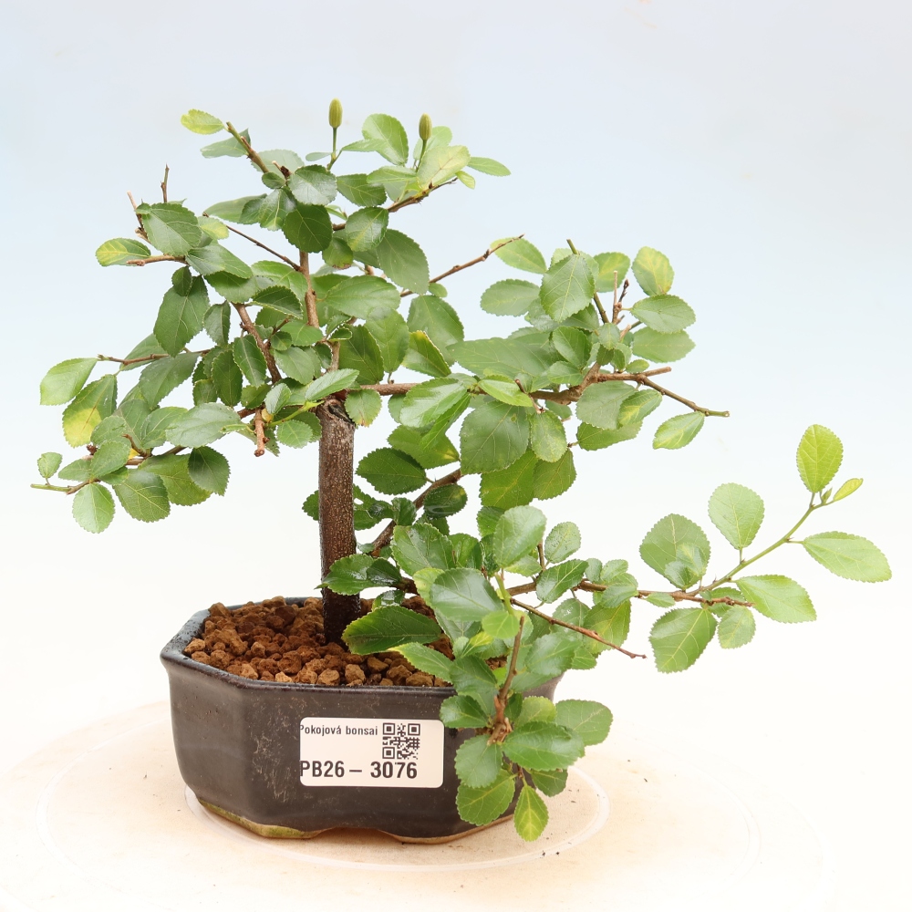 Kamerbonsai – Grewia occidentalis – Lavendel-sterbloem