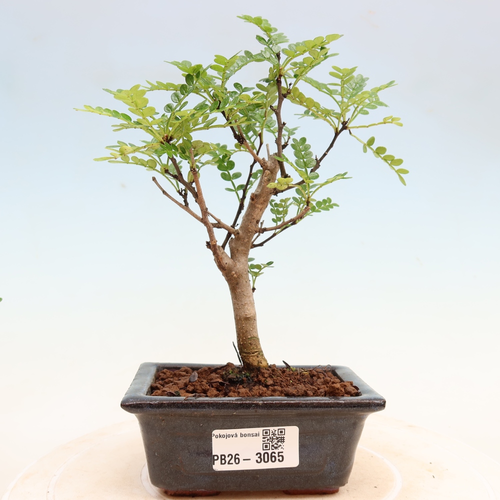 Kamerbonsai - Zantoxylum piperitum - peperboom