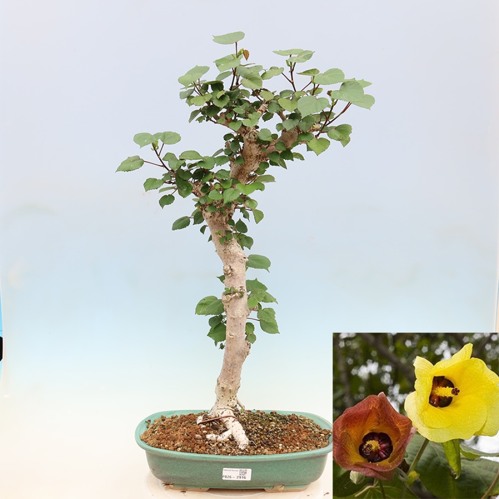 Bonsai voor binnen - Hibiscus tiliaceus - Zee Hibiscus