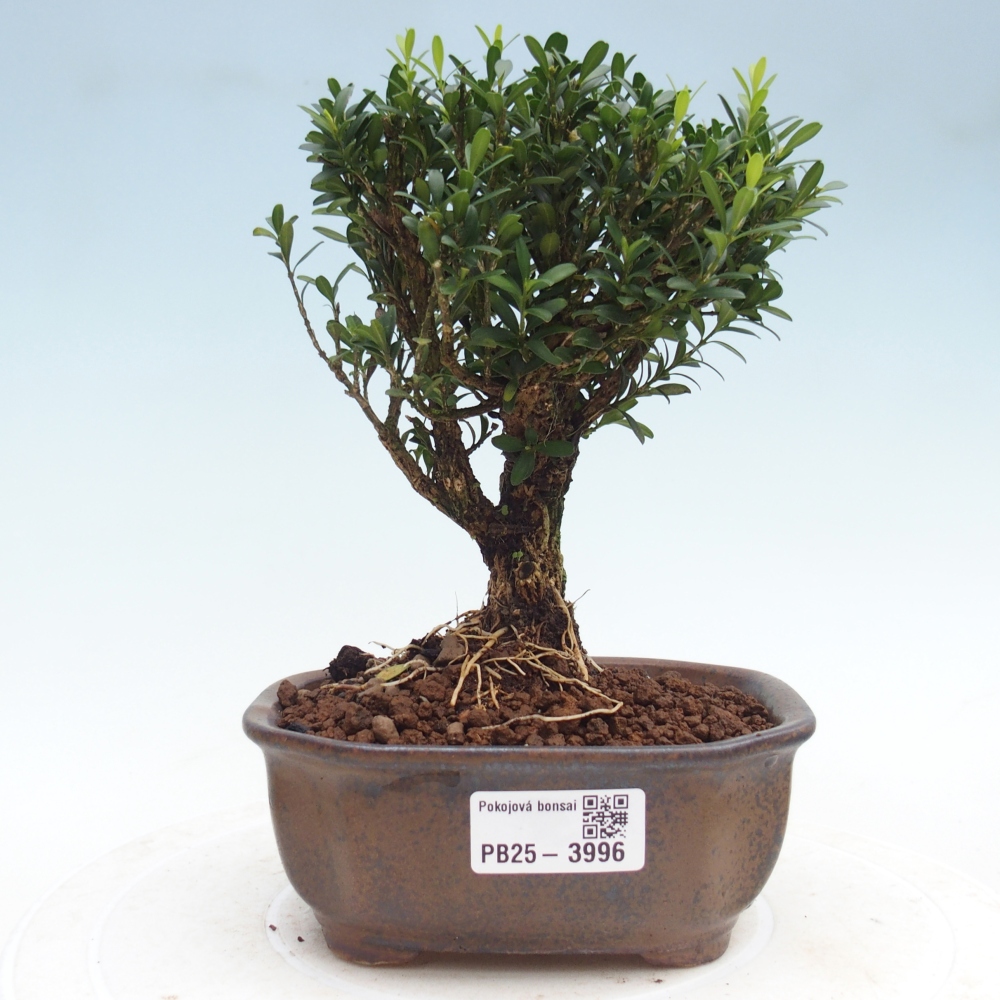 Kamerbonsai - Buxus harlandii - kurk buxus
