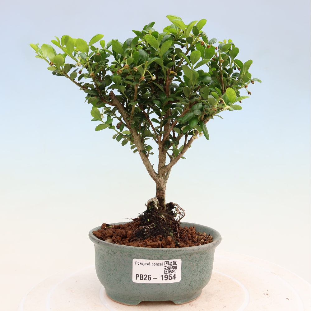 Kamerbonsai - Ilex crenata - Hulst
