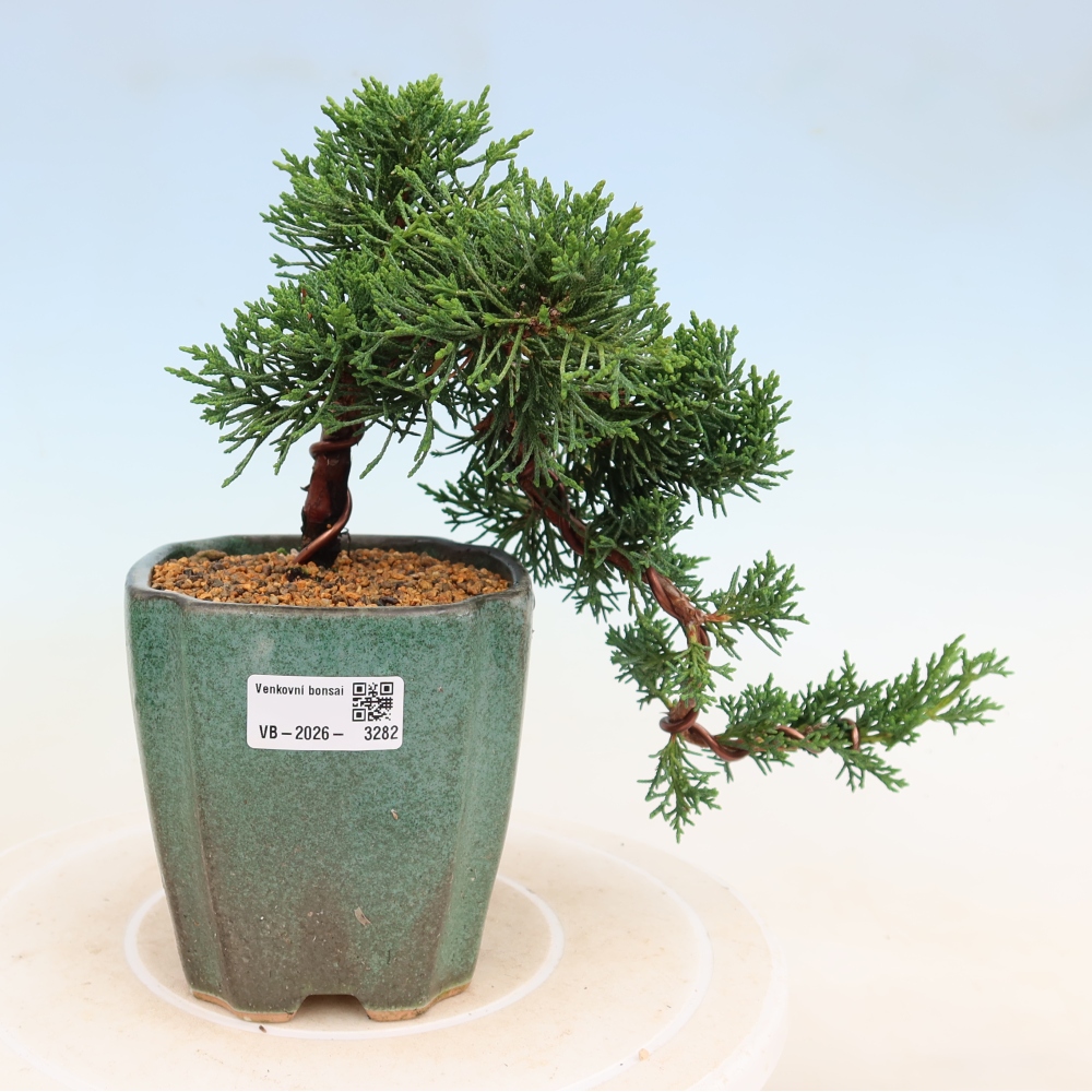 Bonsai voor buiten - Juniperus chinensis Kishu
