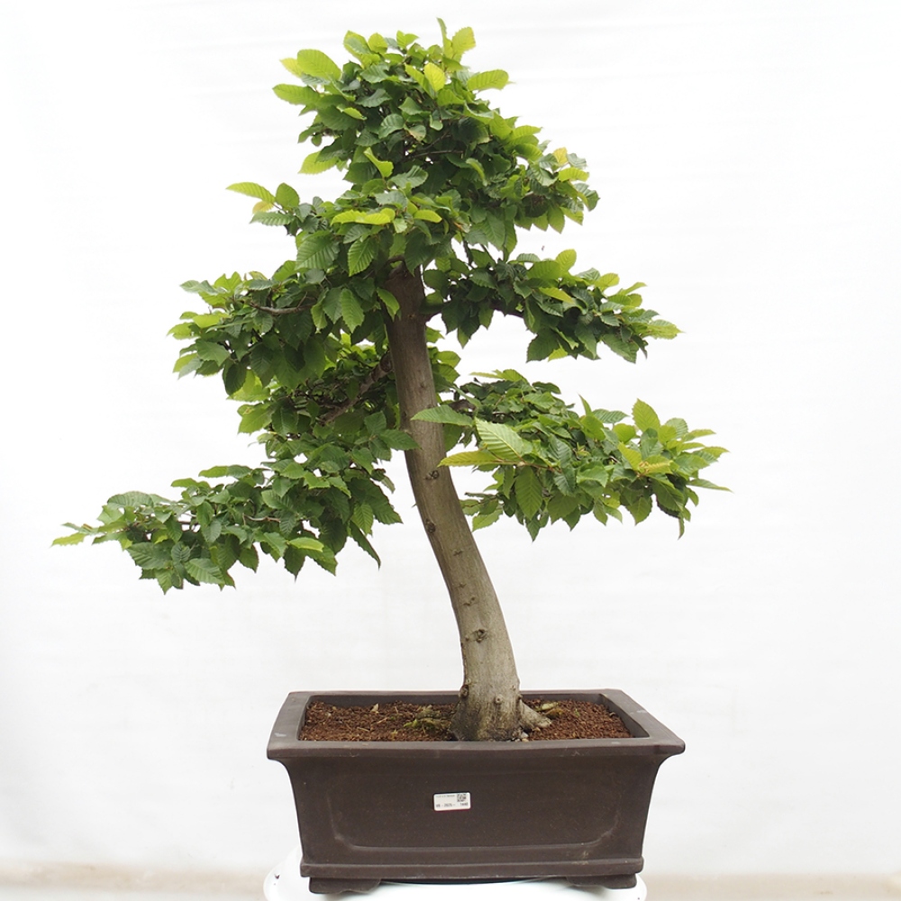 Bonsai voor buiten - Haagbeuk - Carpinus betulus