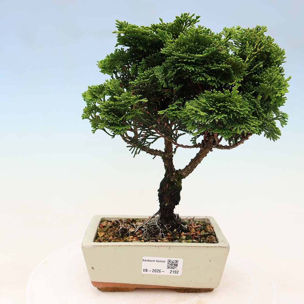 Bonsai voor buiten - Cham.pis obtusa Nana Gracilis - Cipres