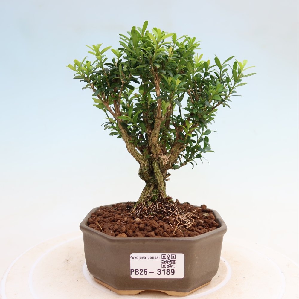 Kamerbonsai - Buxus harlandii - kurk buxus