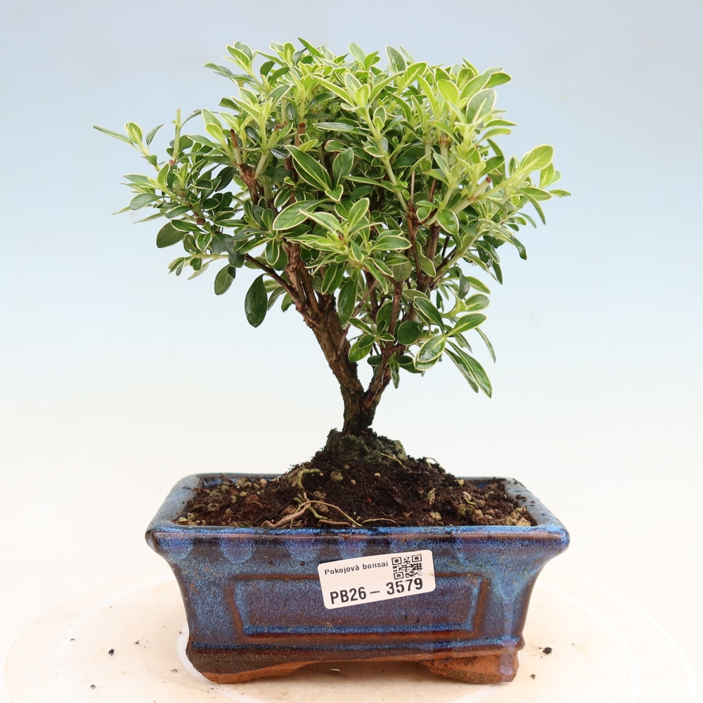 Kamerbonsai - Serissa foetida Variegata - Boom van duizend sterren