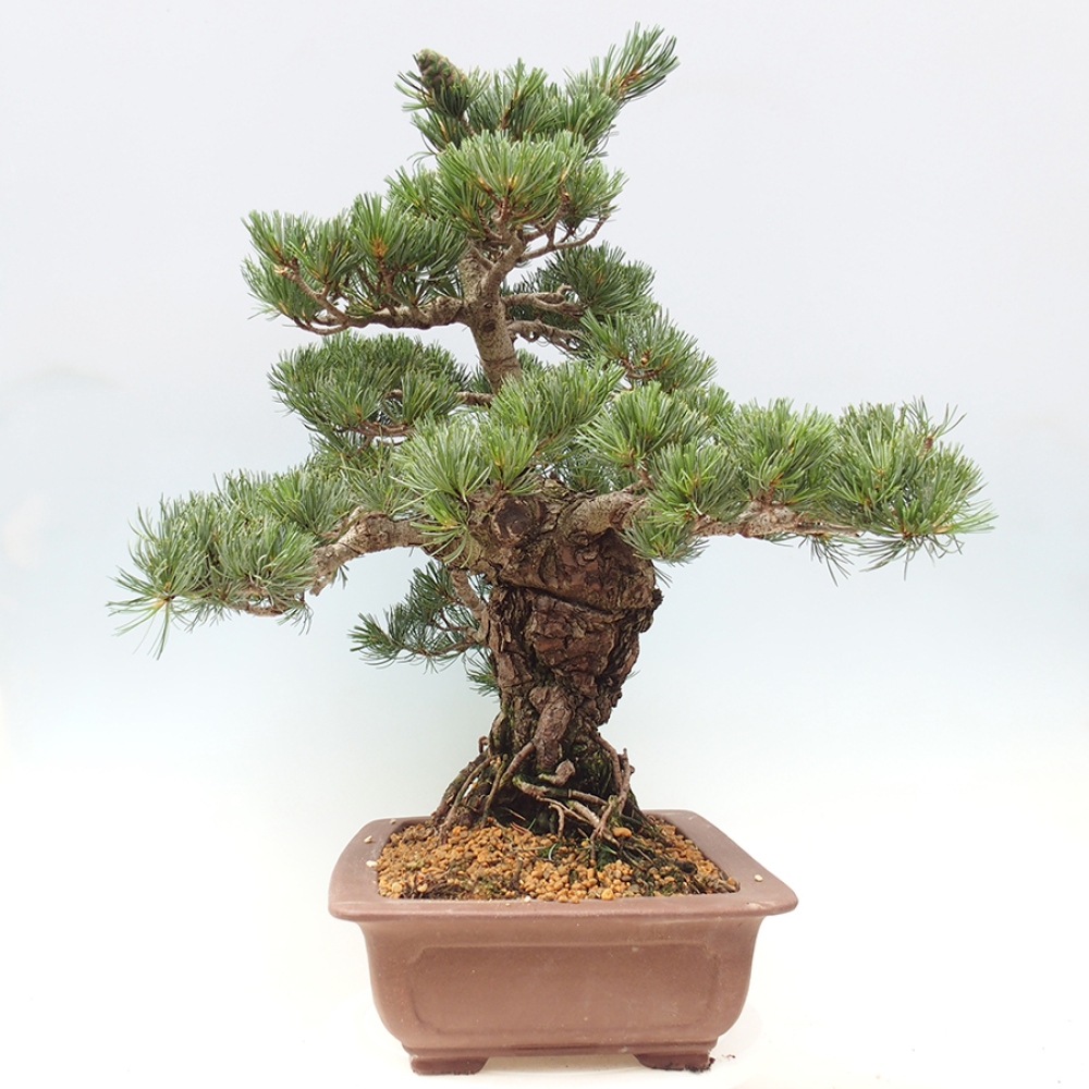 Bonsai voor buiten - Pinus parviflora - Pinus parviflora