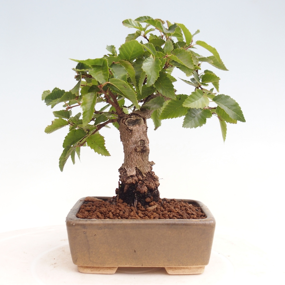 Bonsai voor buiten -Carpinus CARPINOIDES - Koreaanse haagbeuk