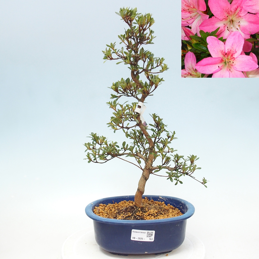 Bonsai voor buiten - Japanse Azalea - Azalea Nasuno
