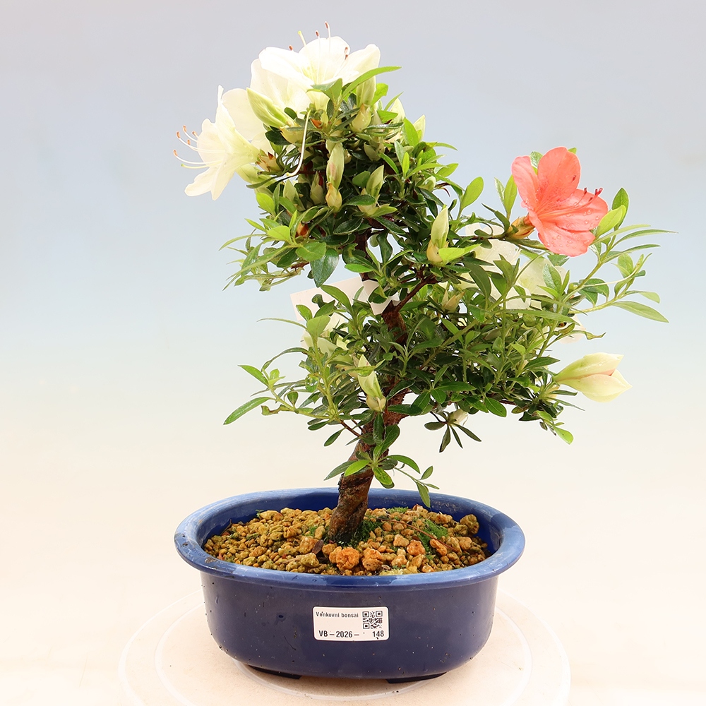 Bonsai voor buiten - Japanse azalea - Azalea Asahi-no-izumi