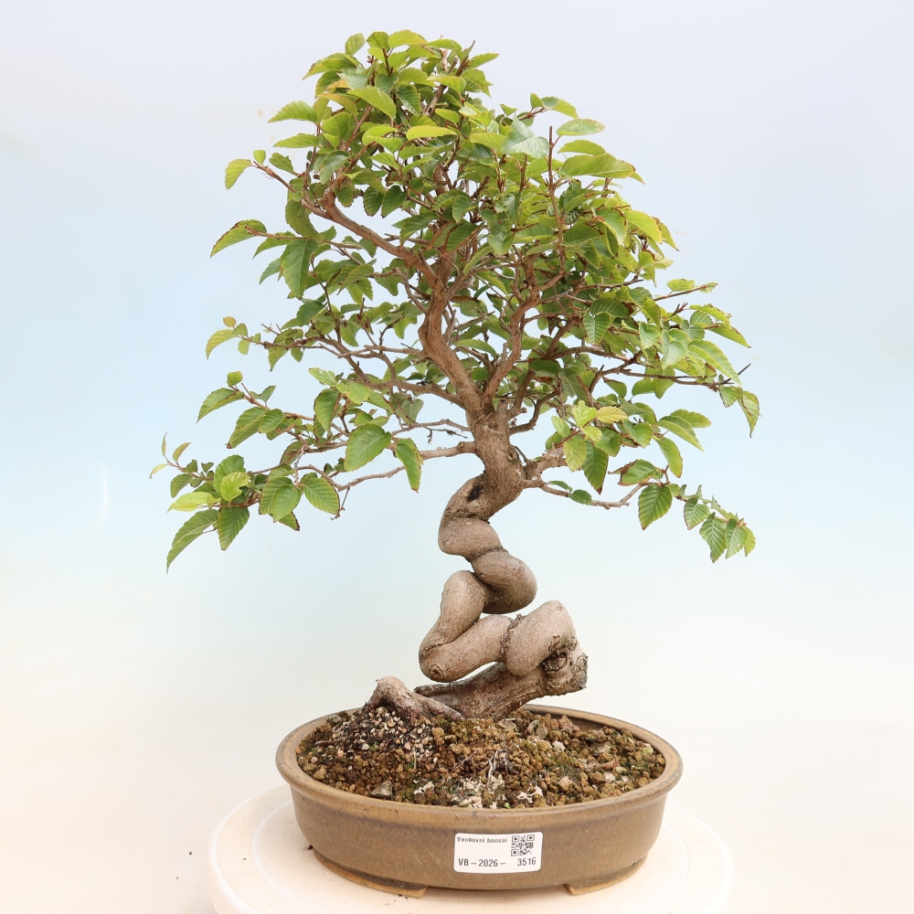 Bonsai voor buiten -Carpinus CARPINOIDES - Koreaanse haagbeuk