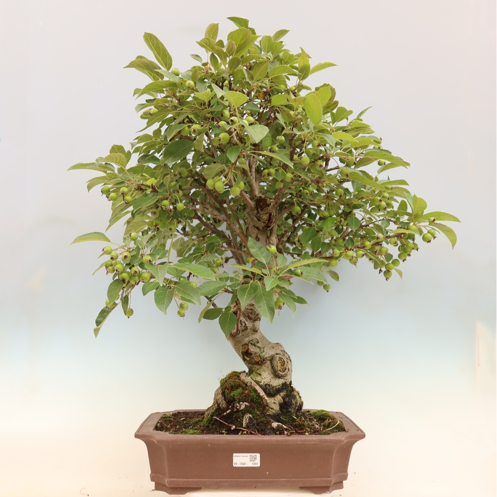 Bonsai voor buiten -Malus halliana - Appelboom met kleine vruchten