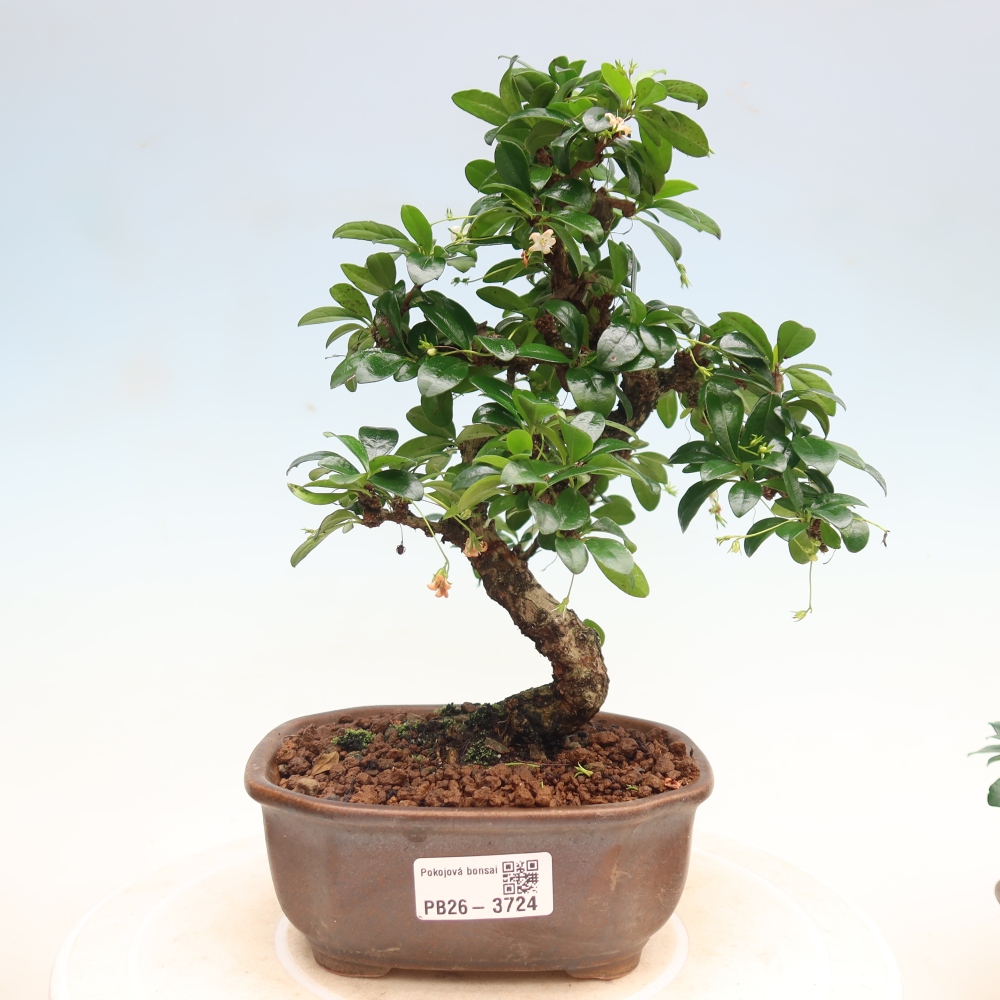 Kamerbonsai - Carmona macrophylla - Thee fuki