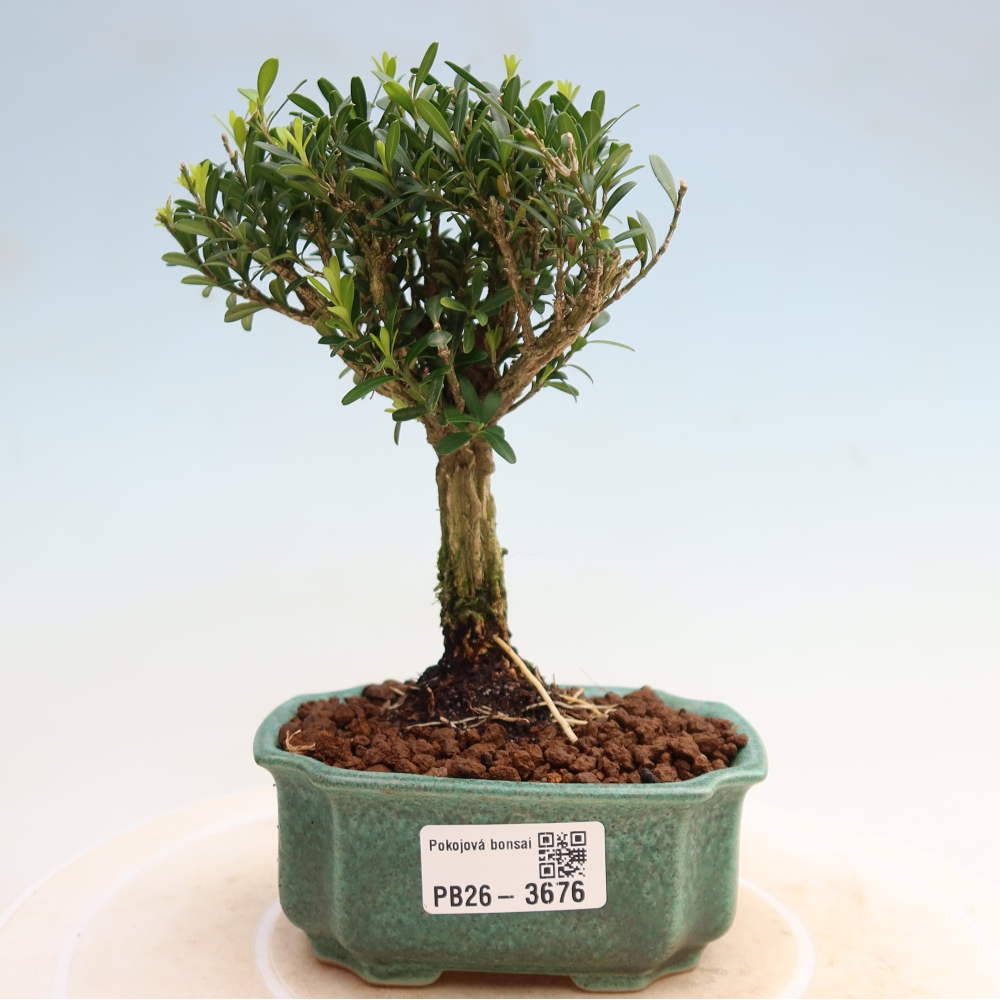 Kamerbonsai - Buxus harlandii - kurk buxus