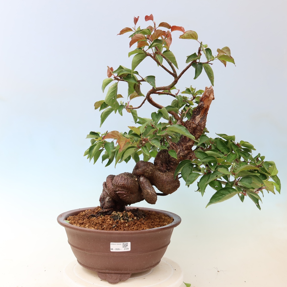 Bonsai voor buiten – Japanse abrikoos – Prunus Mume