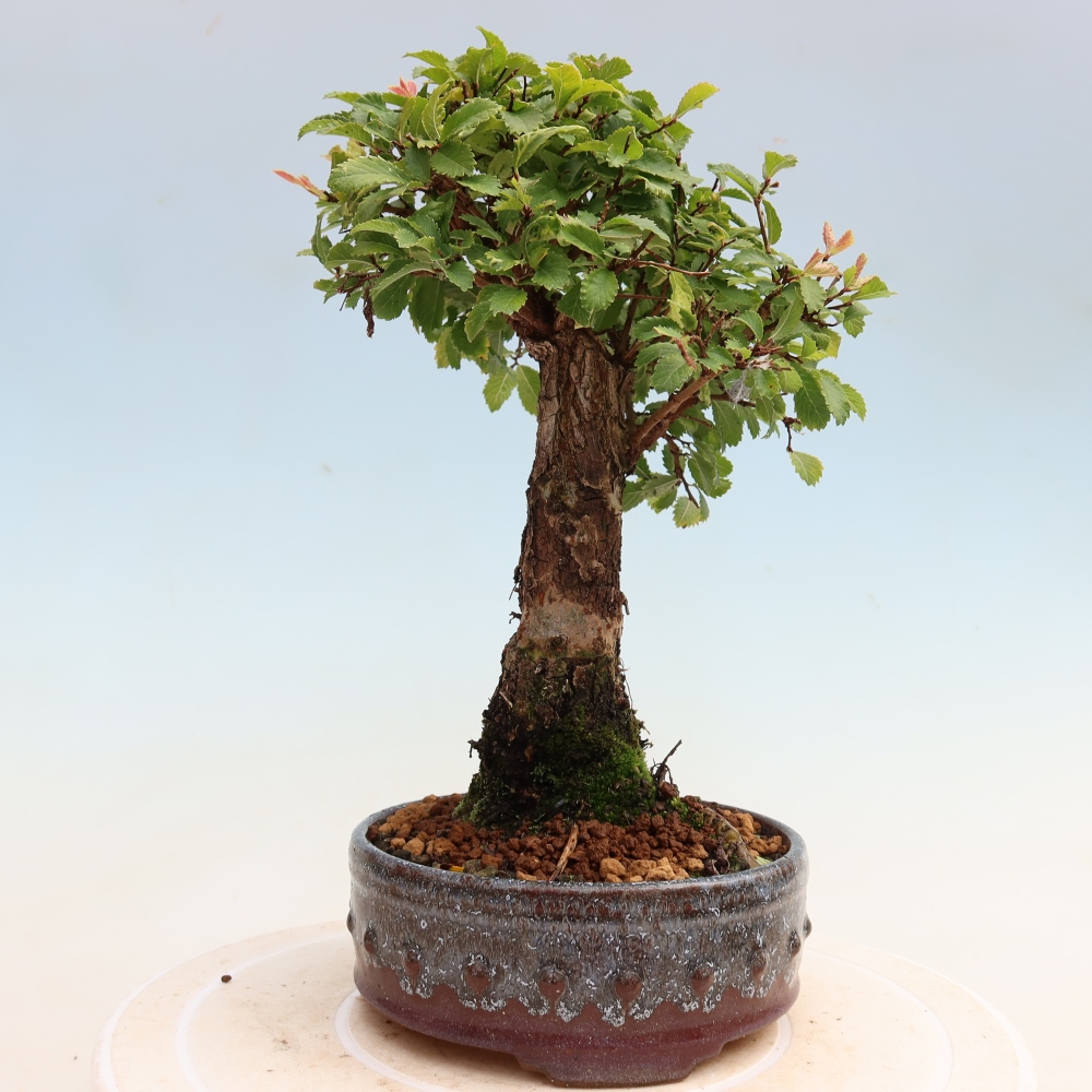 Bonsai voor buiten - Zelkova - Zelkova NIRE