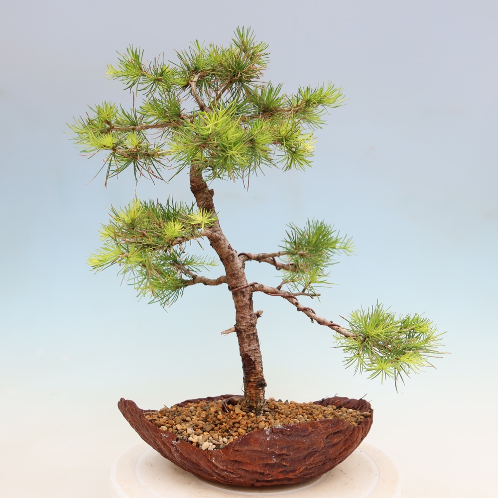 Bonsai voor buiten -Larix decidua - Lariks
