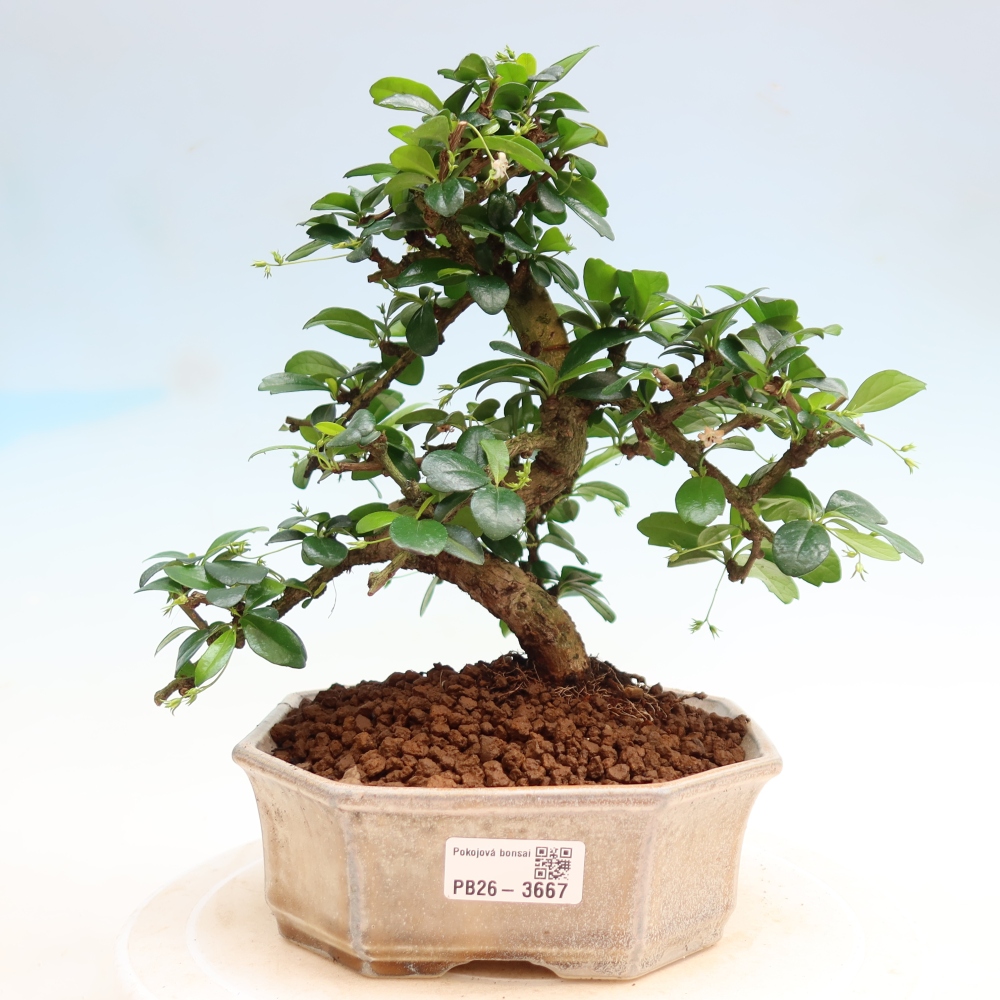 Kamerbonsai - Carmona macrophylla - Thee fuki