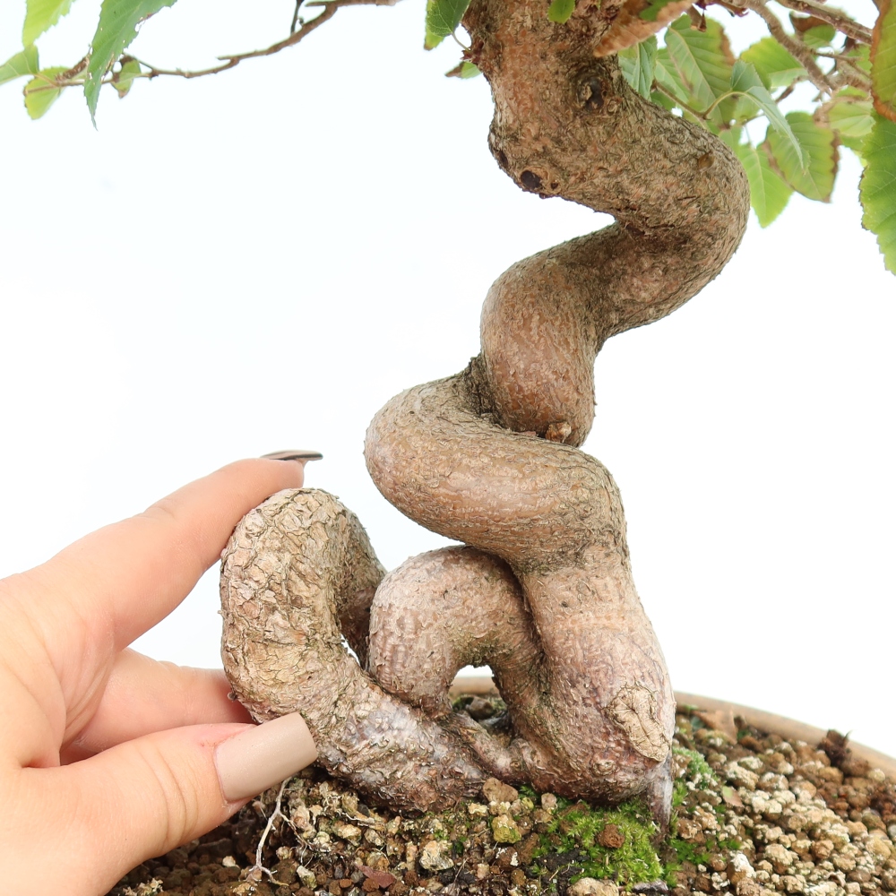 Bonsai voor buiten -Carpinus CARPINOIDES - Koreaanse haagbeuk