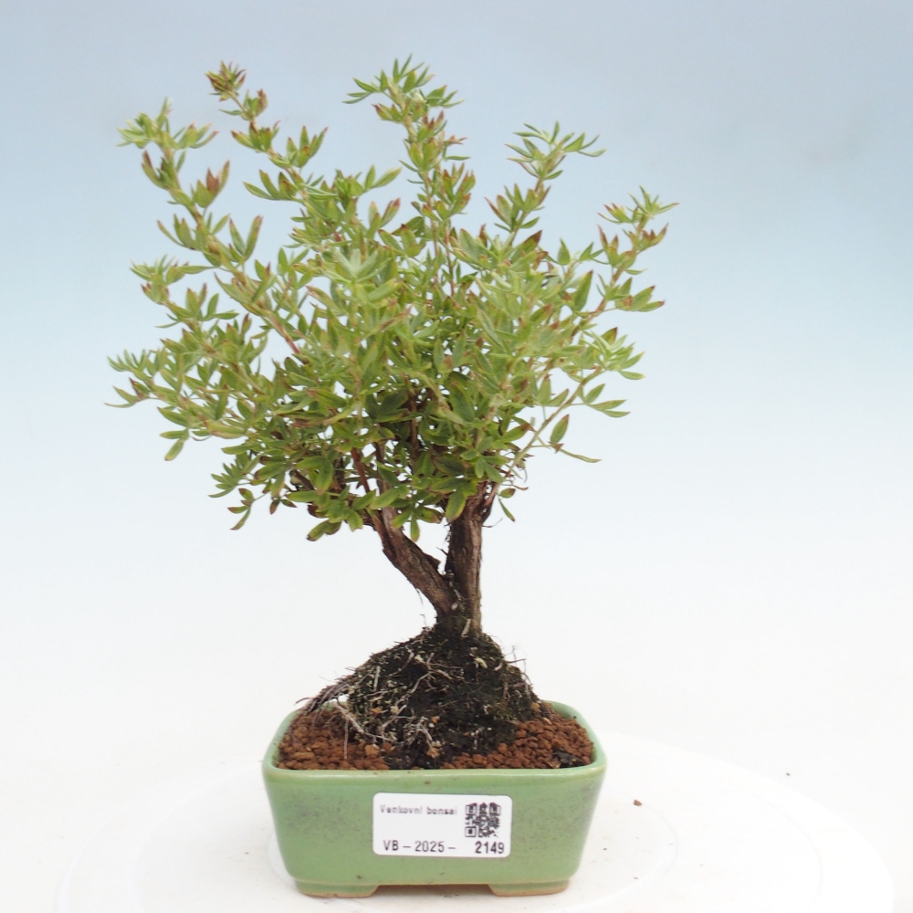 Bonsai voor buiten - Potentila fruticosa gele vogel