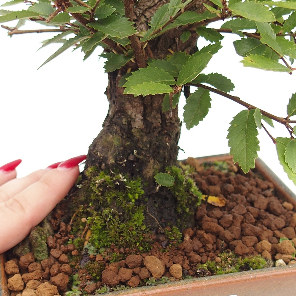 Bonsai voor buiten - Zelkova - Zelkova NIRE