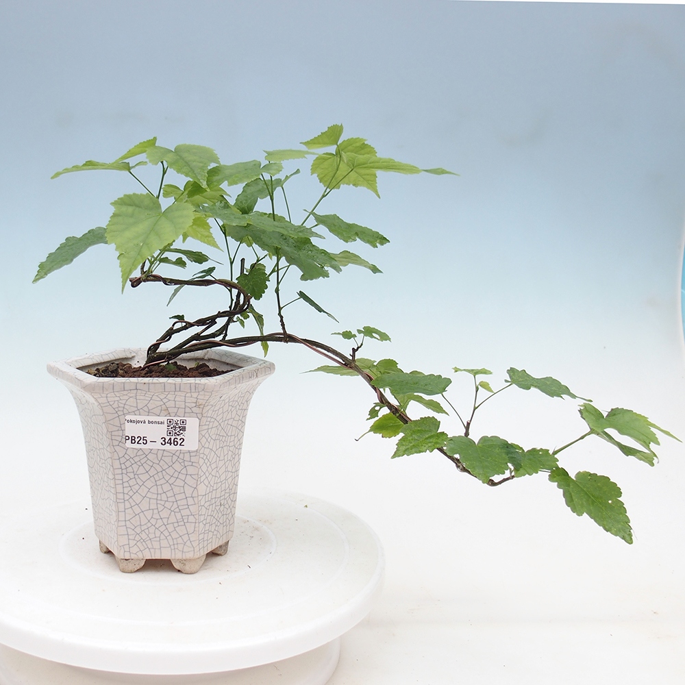 Kamerbonsai - Abutilon rode trompet - Kamerlinde