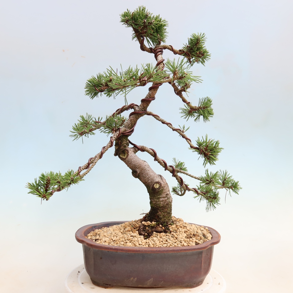 Bonsai voor buiten - Pinus mugo Humpy  - Bergden