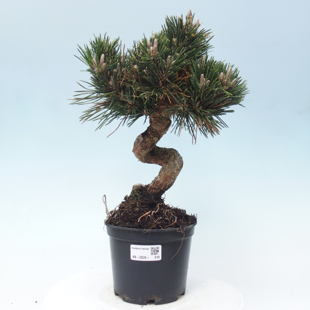 Bonsai voor buiten - Pinus thunbergii senjyumaru - Thunberg den