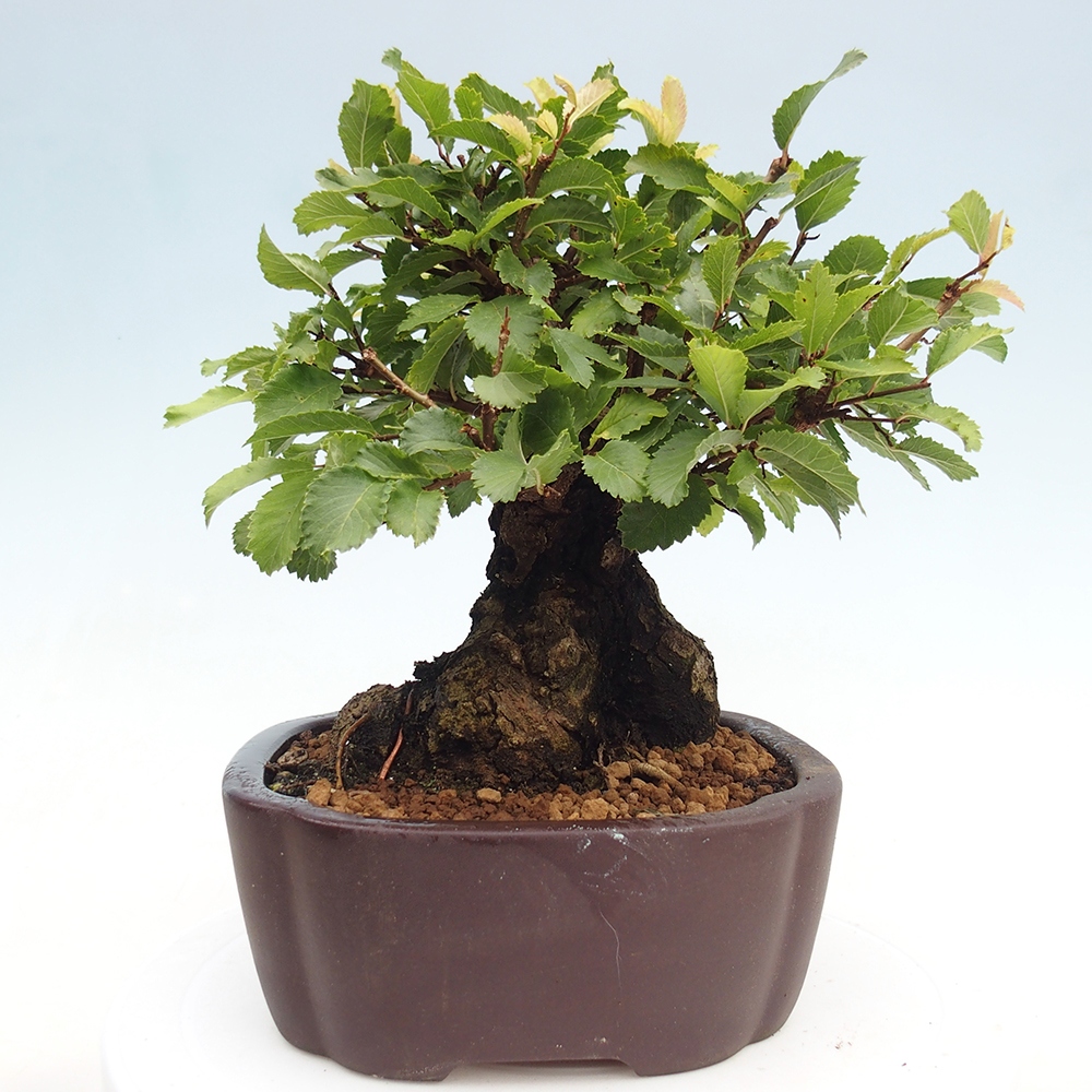 Bonsai voor buiten - Zelkova - Zelkova NIRE