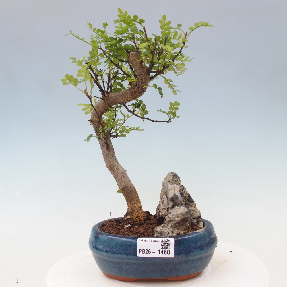 Kamerbonsai - Zantoxylum piperitum - peperboom