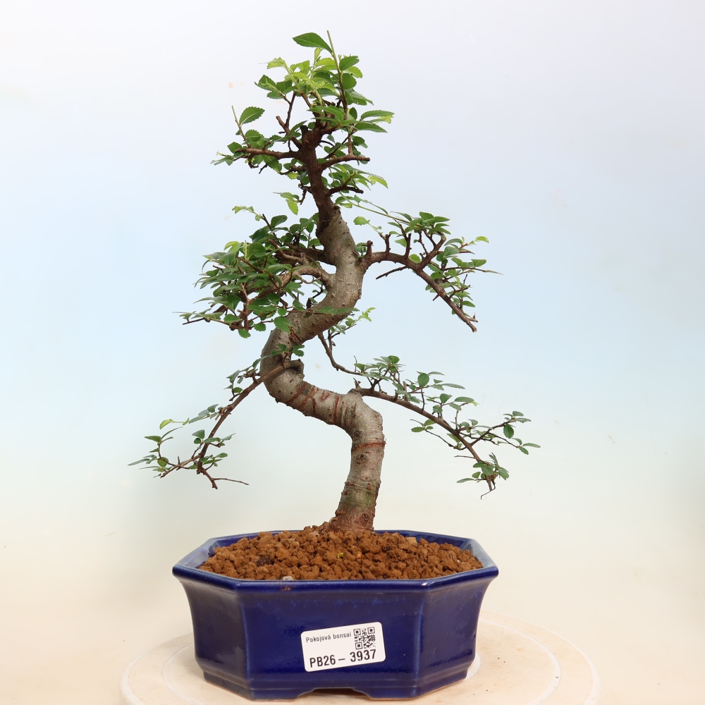 Kamerbonsai - Ulmus parvifolia - Winteriep