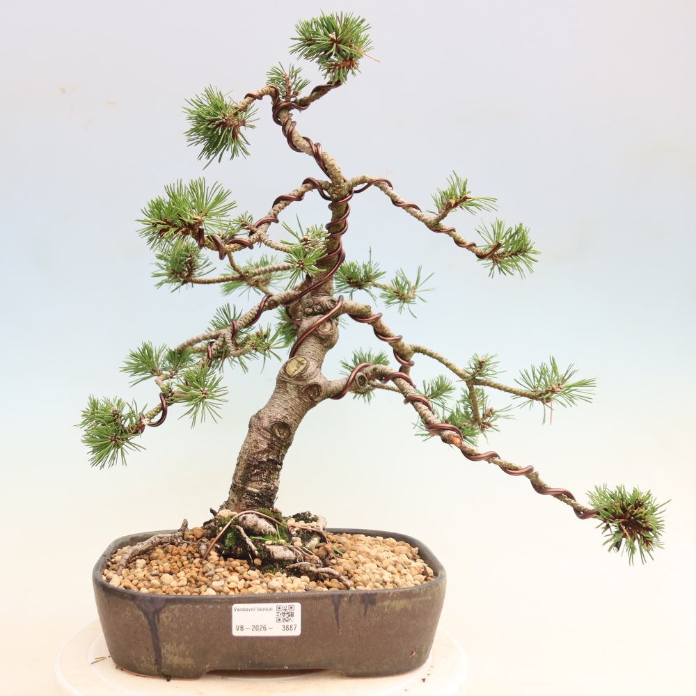 Bonsai voor buiten - Pinus mugo Humpy  - Bergden