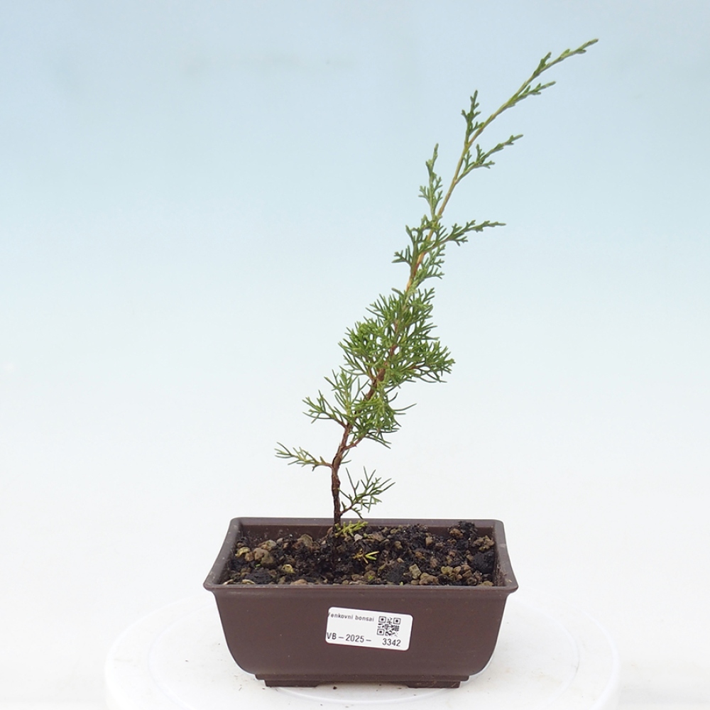 Bonsai voor buiten - Juniperus chinensis Itoigawa