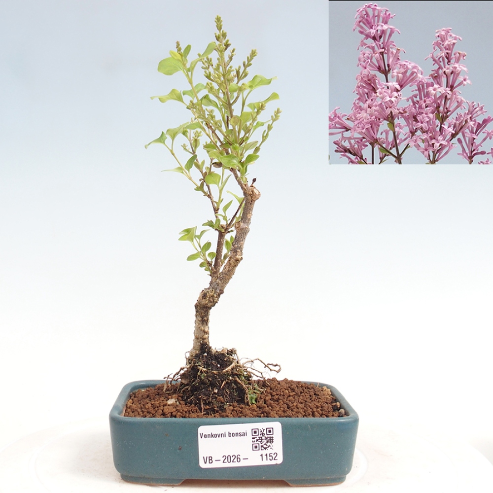Bonsai voor buiten - Syringa Meyeri Palibin - Meyersering