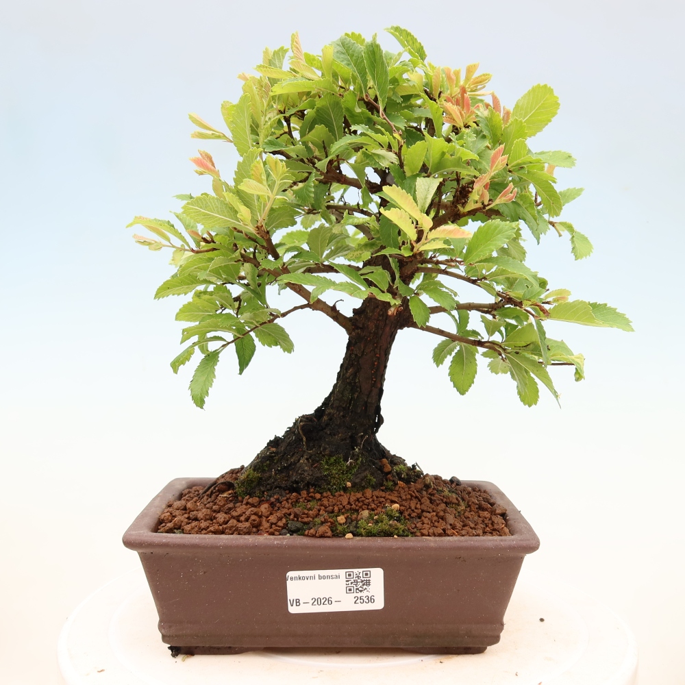 Bonsai voor buiten - Zelkova - Zelkova NIRE