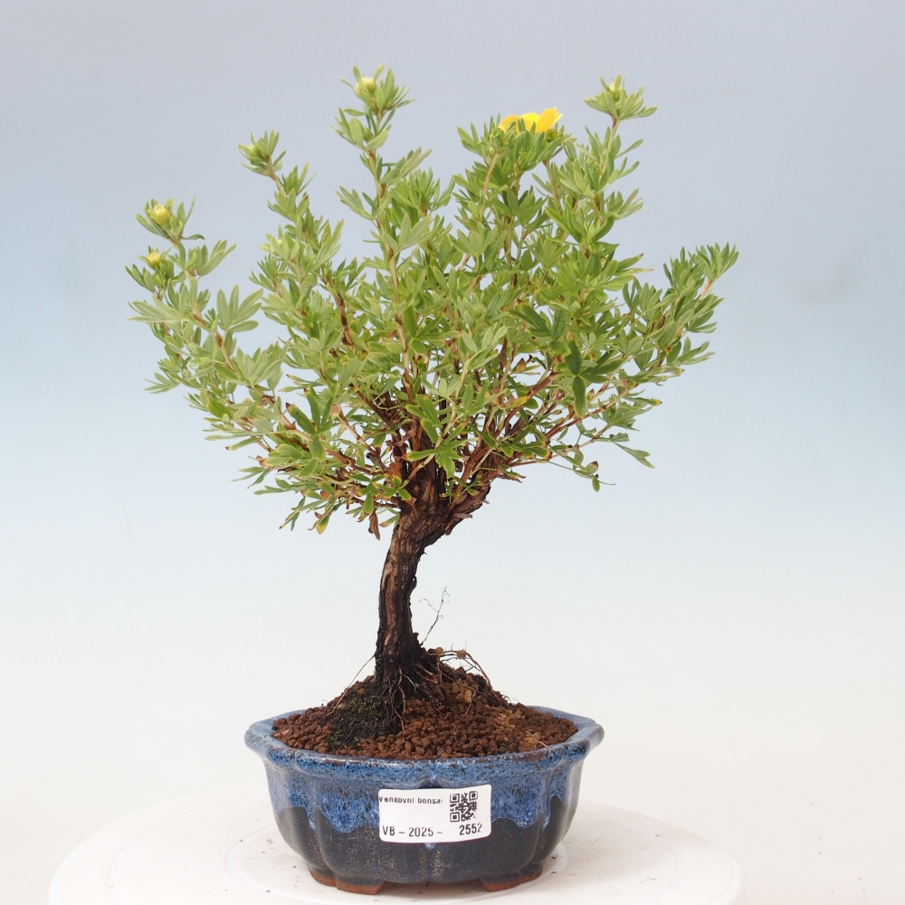 Bonsai voor buiten - Potentila fruticosa gele vogel