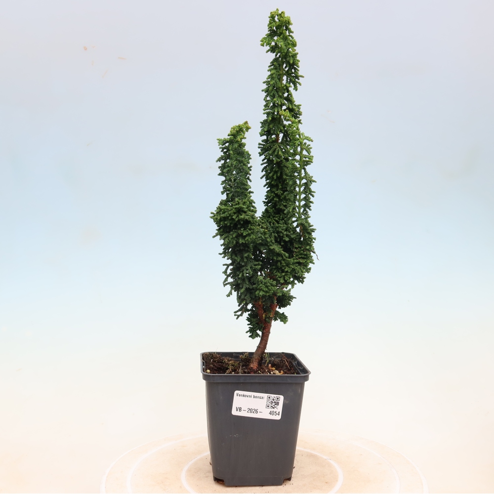 Bonsai voor buiten - Cham. obtusa SEKKA HINOKI - Cipres