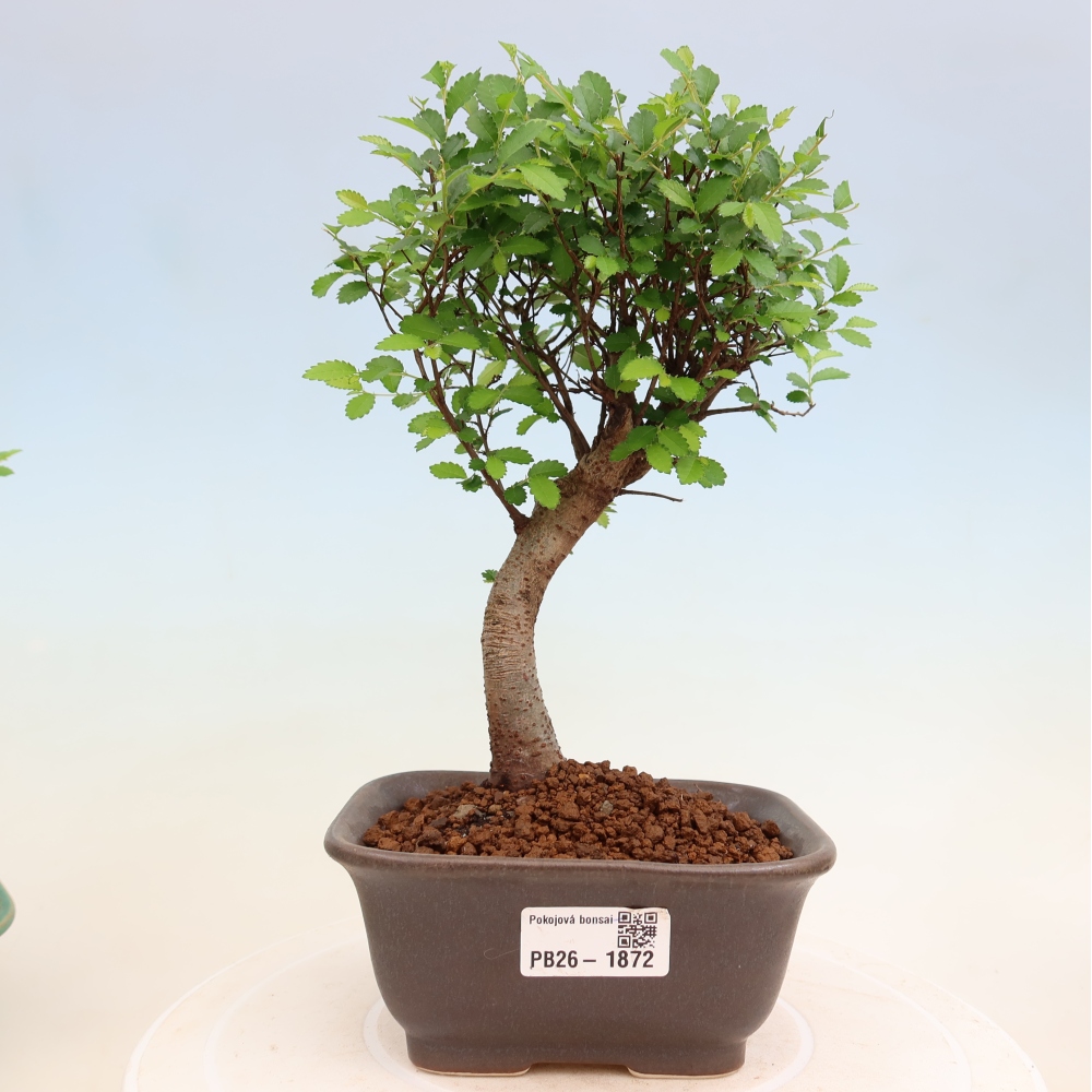 Kamerbonsai - Ulmus parvifolia - Winteriep