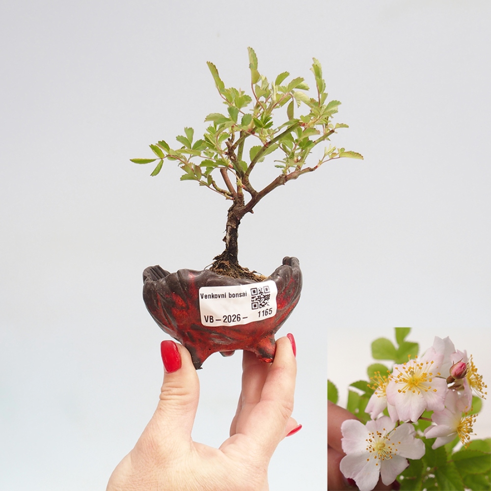 Bonsai voor buiten - Rosa sp. - kleinbloemige roos