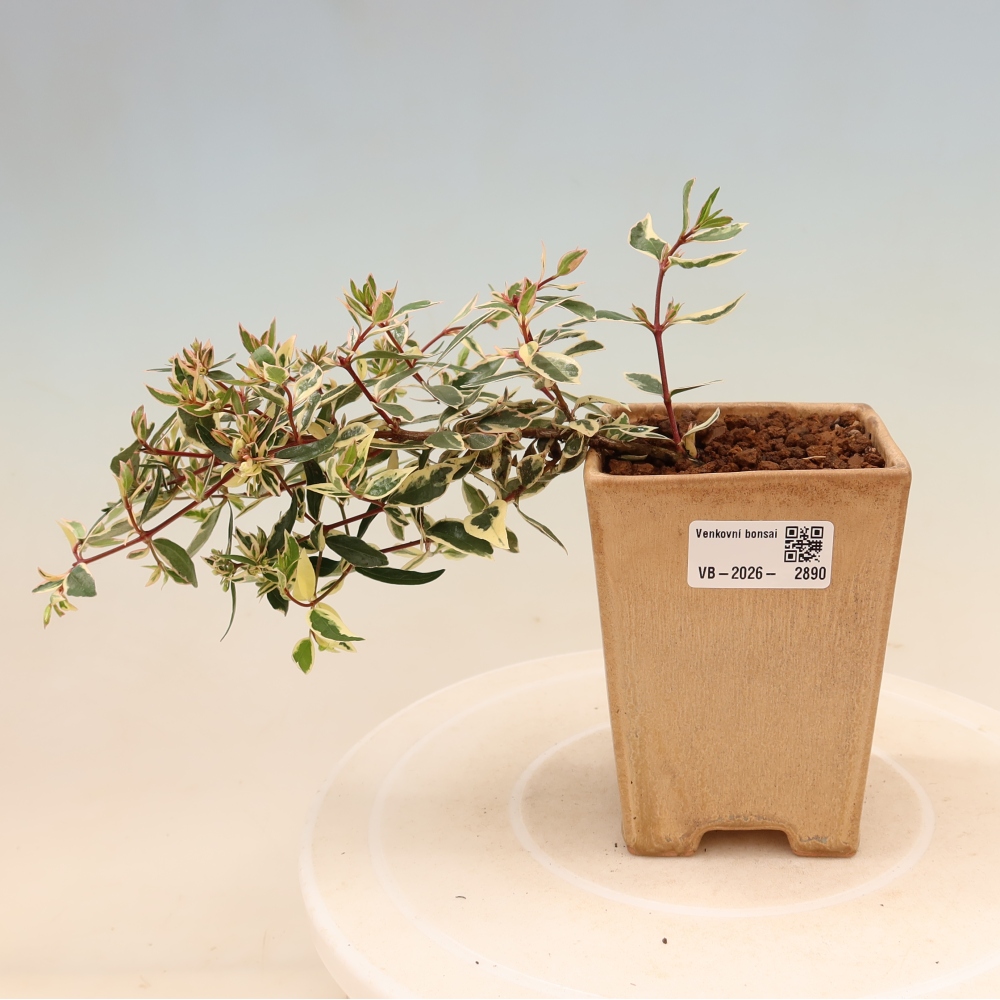 Buitenbonsai - Abelia gr. Confetti - Grootbloemige abelia