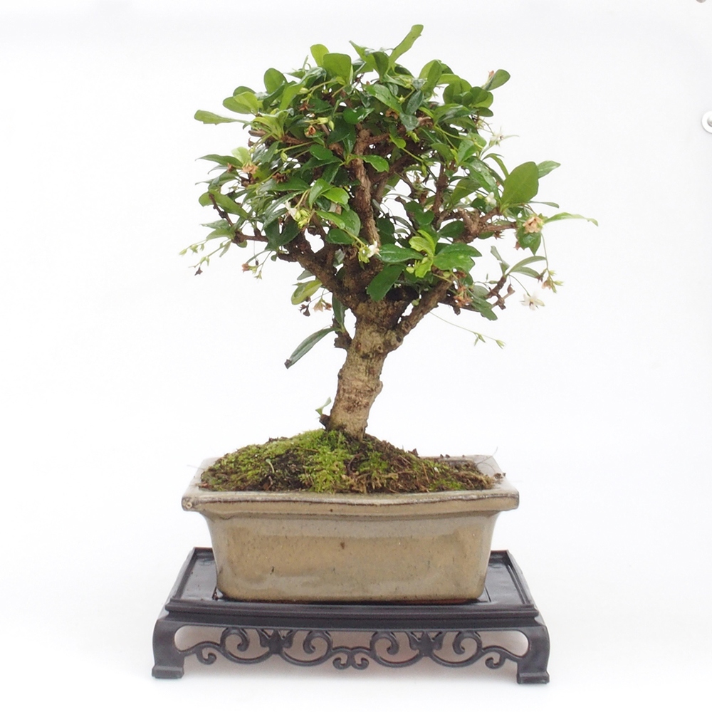 Bonsai tafel kunststof rechthoek 18 x 12 x 3,5 cm, zwart