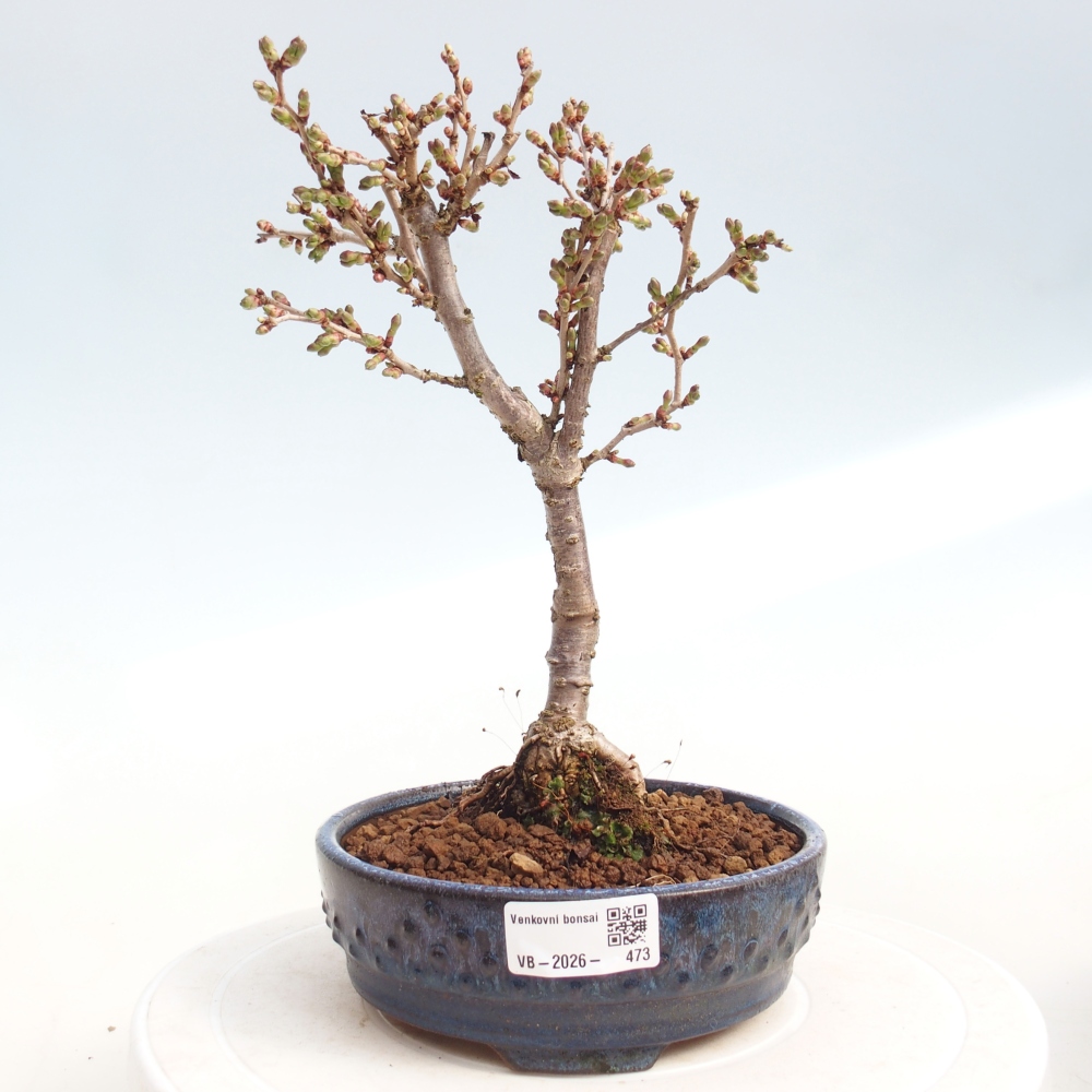 Bonsai voor buiten - Prunus incisa Kojou-no mai-Plivon uitgesneden