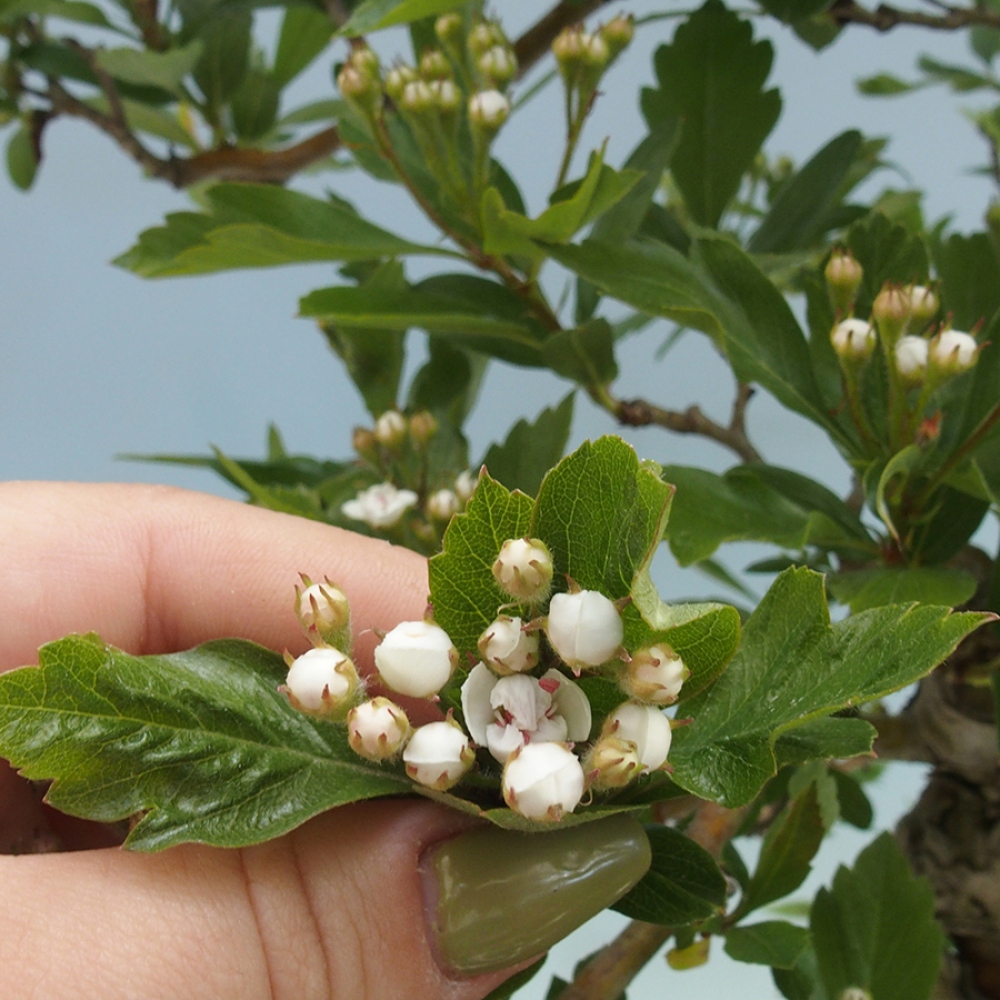 Bonsai voor buiten - Meidoorn - Crataegus cuneata