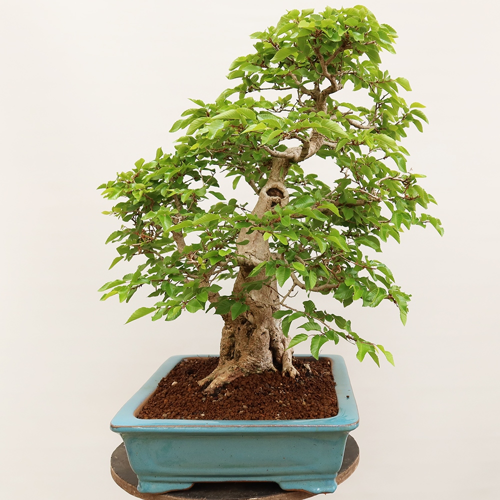 Bonsai voor buiten -Carpinus Coreana - Koreaanse haagbeuk