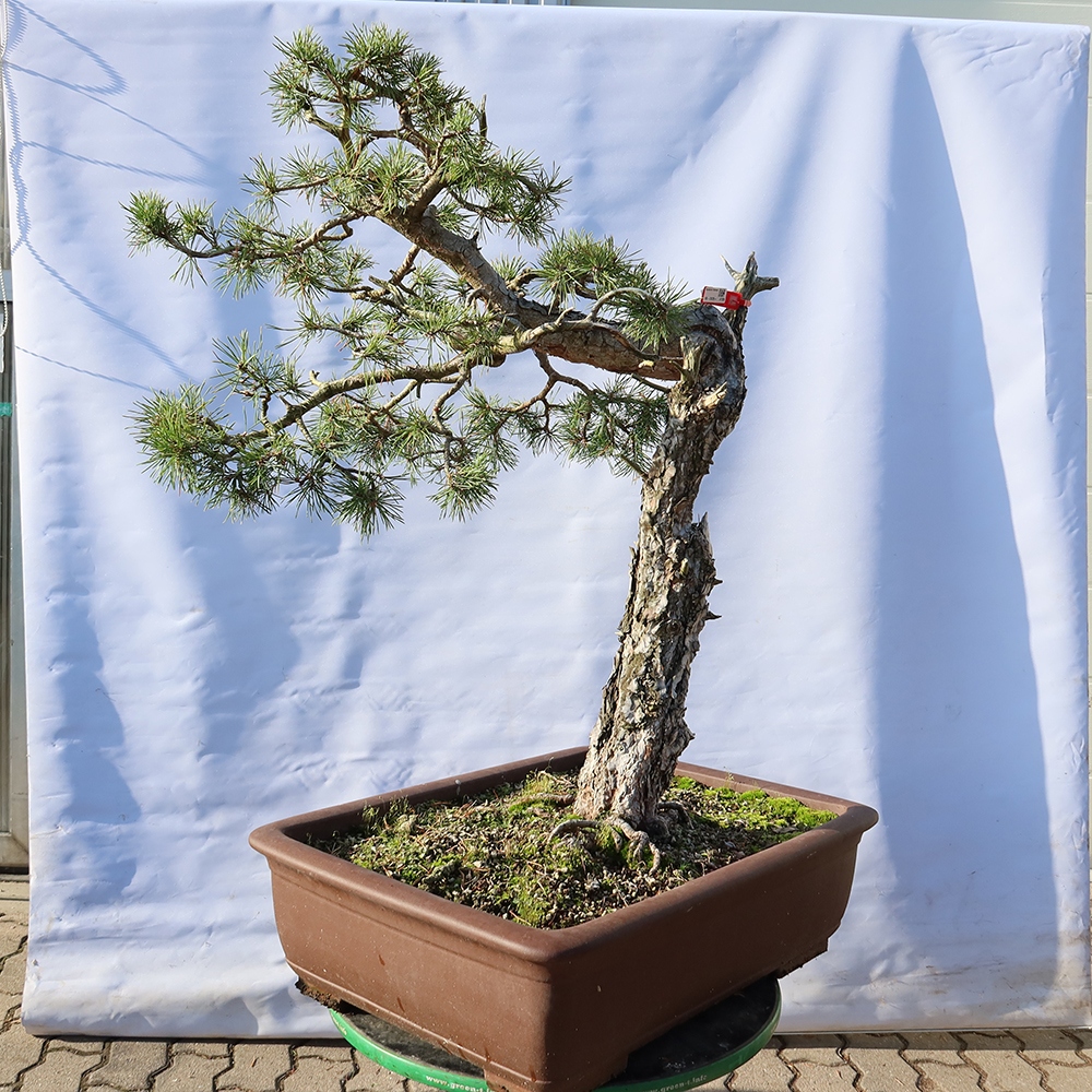 Pinus sylvestris Spanje - grove den
