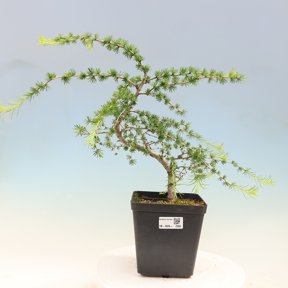 Bonsai voor buiten -Larix decidua - Lariks
