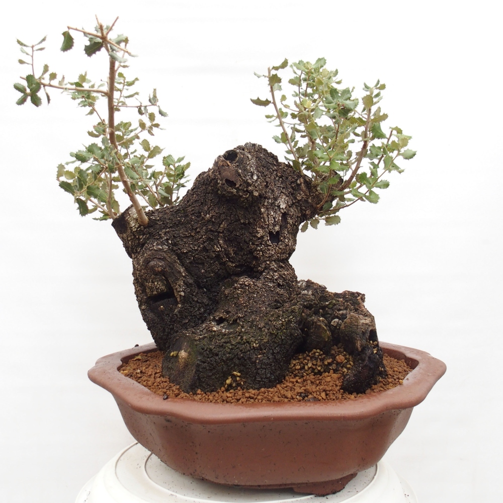 Yamadori - Quercus Ilex -Oakhulst