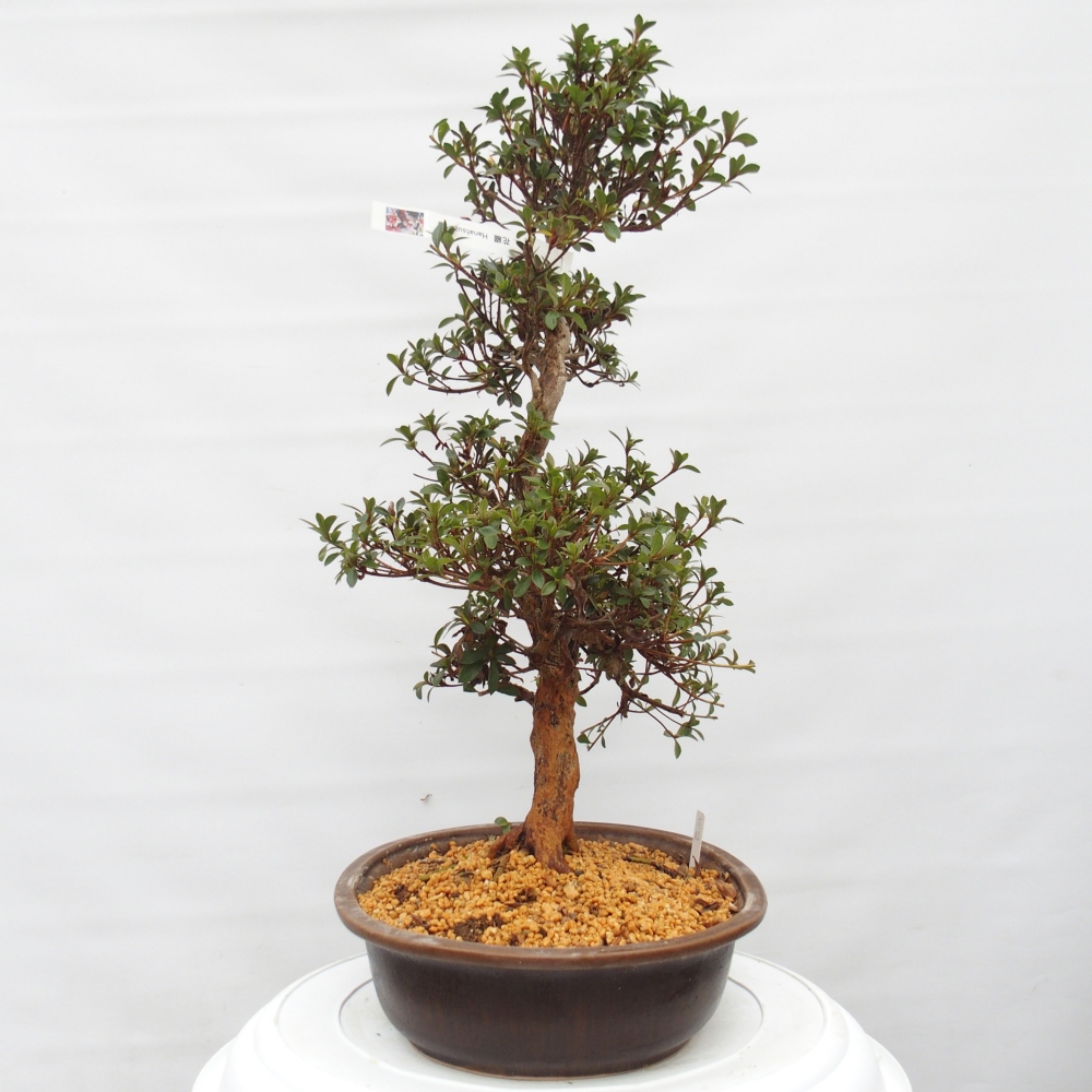 Bonsai voor buiten - Japanse Azalea - Azalea Hanatsuzuri