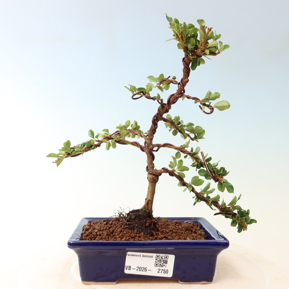 Bonsai voor buiten - Cotoneaster horizontalis - Rocky Mountain