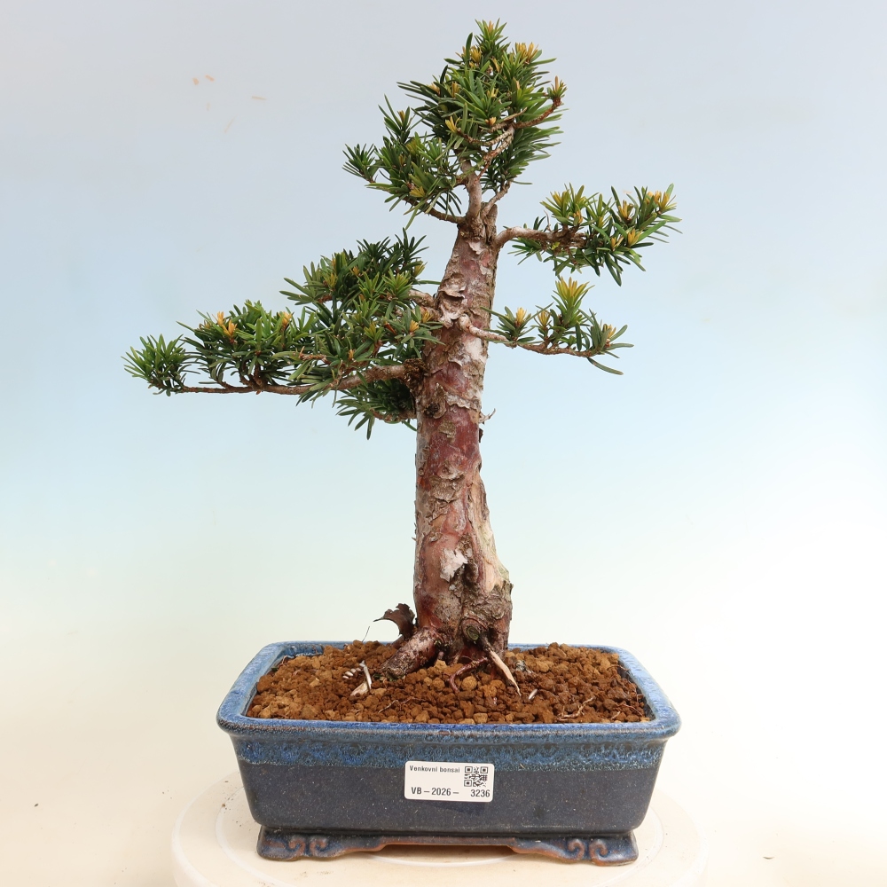 Bonsai voor buiten - Taxus cuspidata - Japanse Taxus